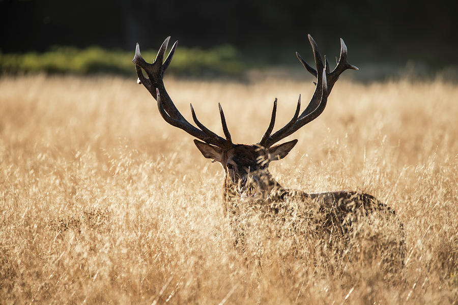 Majestic Red Deer Stag Cervus Elaphus Bellowing In Open Grasss F