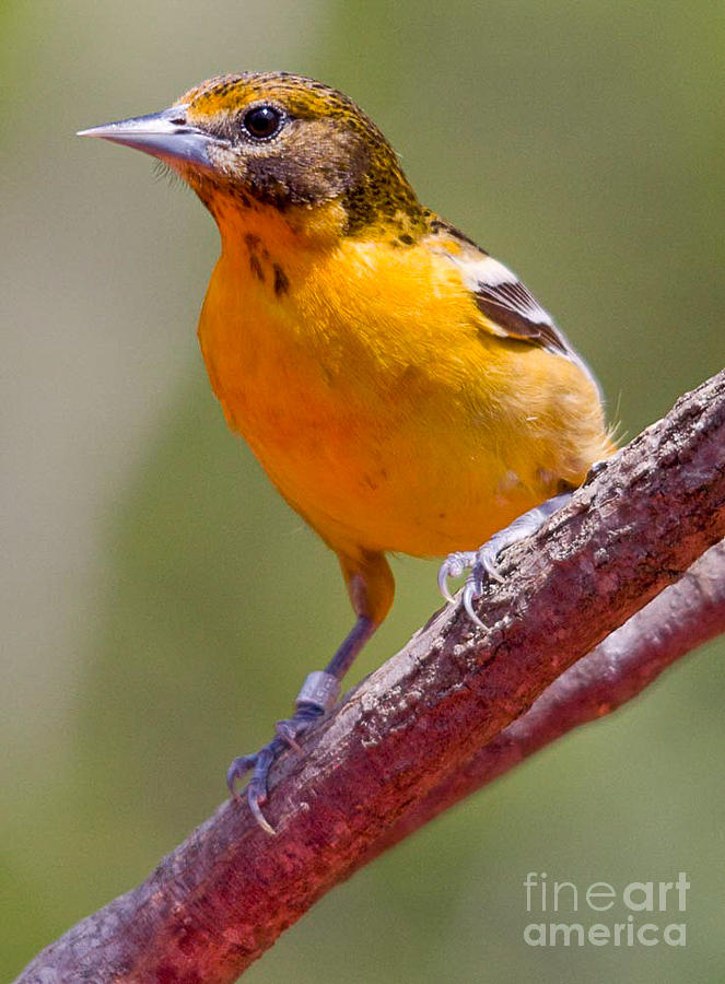 Female Baltimore Oriole Photograph By Robert Gaines Fine Art America