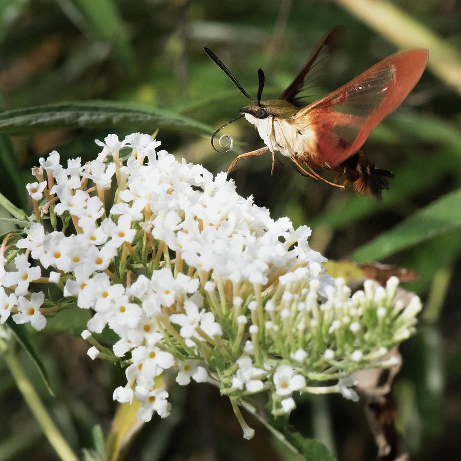 Clearwing Hummingbird Moth Photograph By Clifford Pugliese Fine Art America