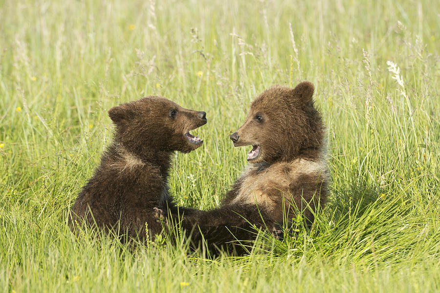... Photograph - Grizzly Bear Ursus Arctos Horribilis by Daisy Gilardini
