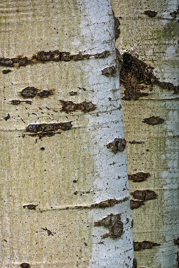 77 Aspen Photograph by Paul Ostrum