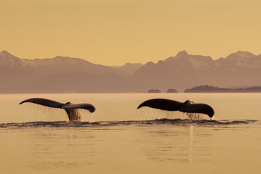 A Couple Of Humpback Whales Lift Photograph By John Hyde Fine Art America