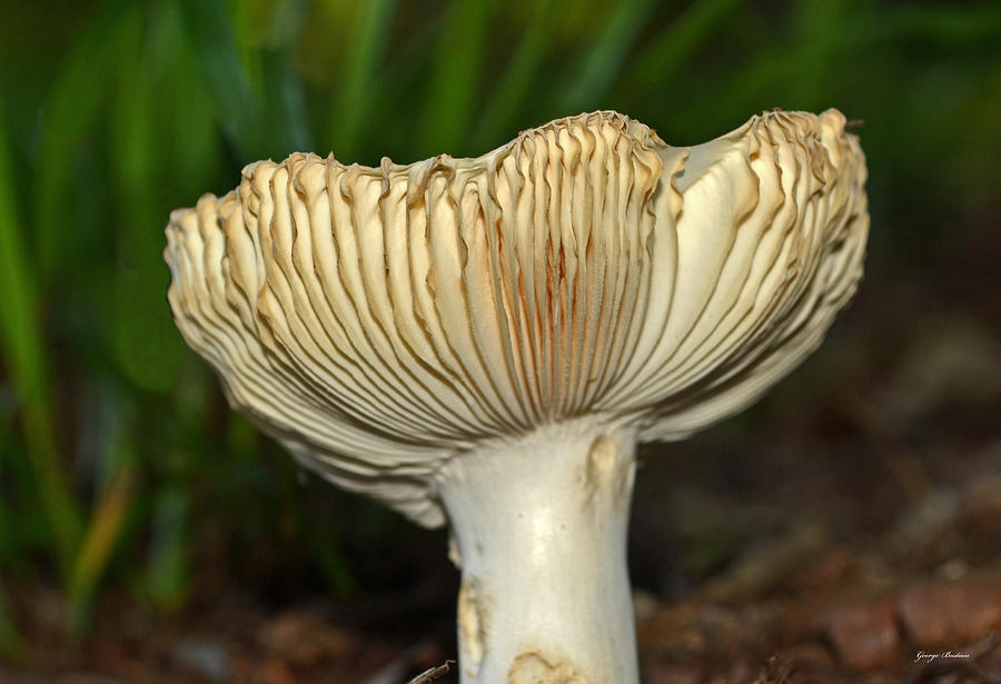 A Green Mushroom 005 Photograph By George Bostian Fine Art America