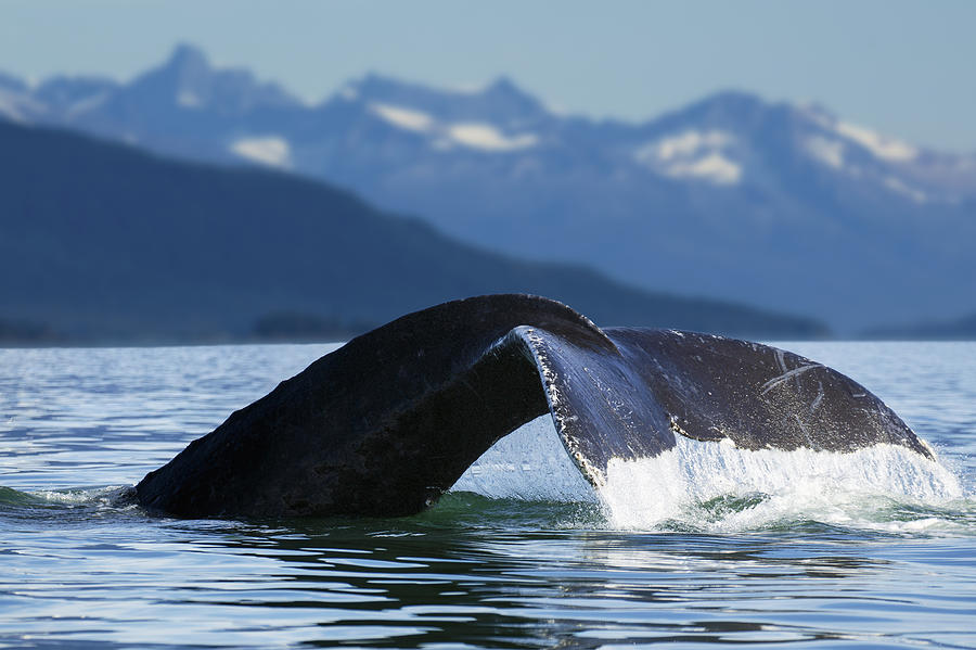 A Humpback Whale Lifts Its Flukes Photograph By John Hyde Fine Art