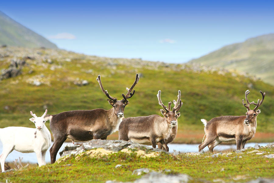 A Small Group Of Reindeer In Norway Photograph By Sandra Rugina