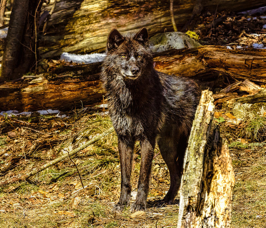 Alpha Female Wolf Photograph by Peter Ferris