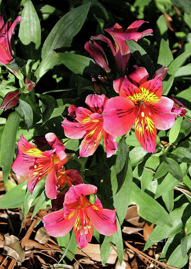 Alstroemeria Ii Photograph By Suzanne Gaff Fine Art America