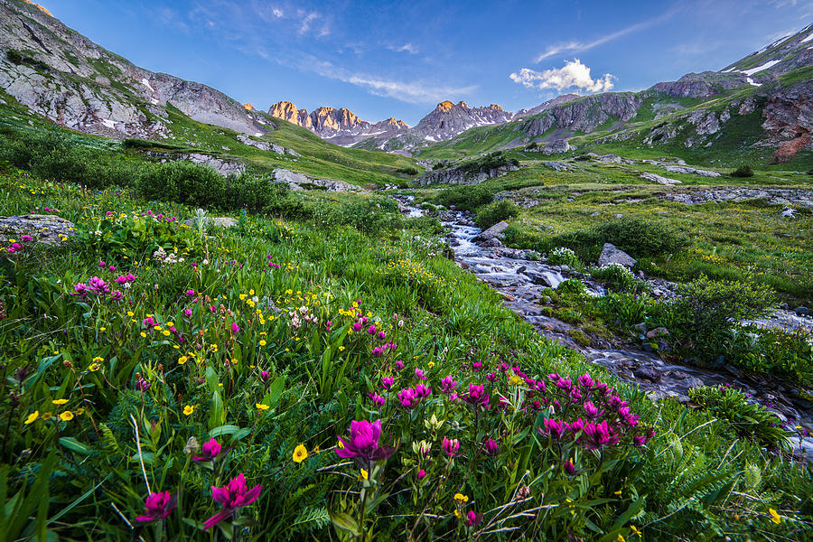 american basin wildflowers 2 photograph by ken childress american basin wildflowers 2 photograph by ken childress