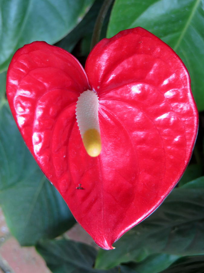 Anthurium Photograph By Cindy Kellogg Fine Art America