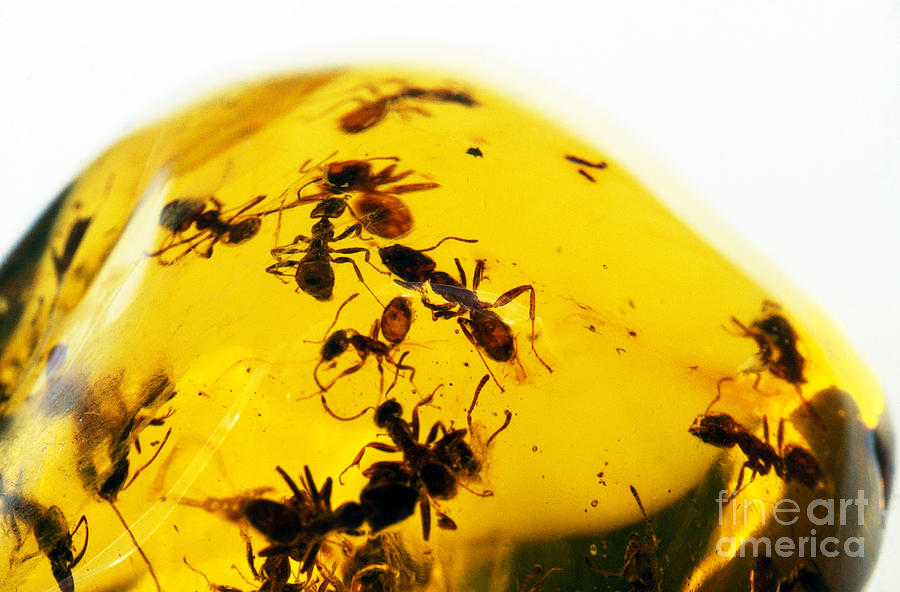     http://images.fineartamerica.com/images/artworkimages/mediumlarge/1/ants-in-amber-noah-poritz.jpg     