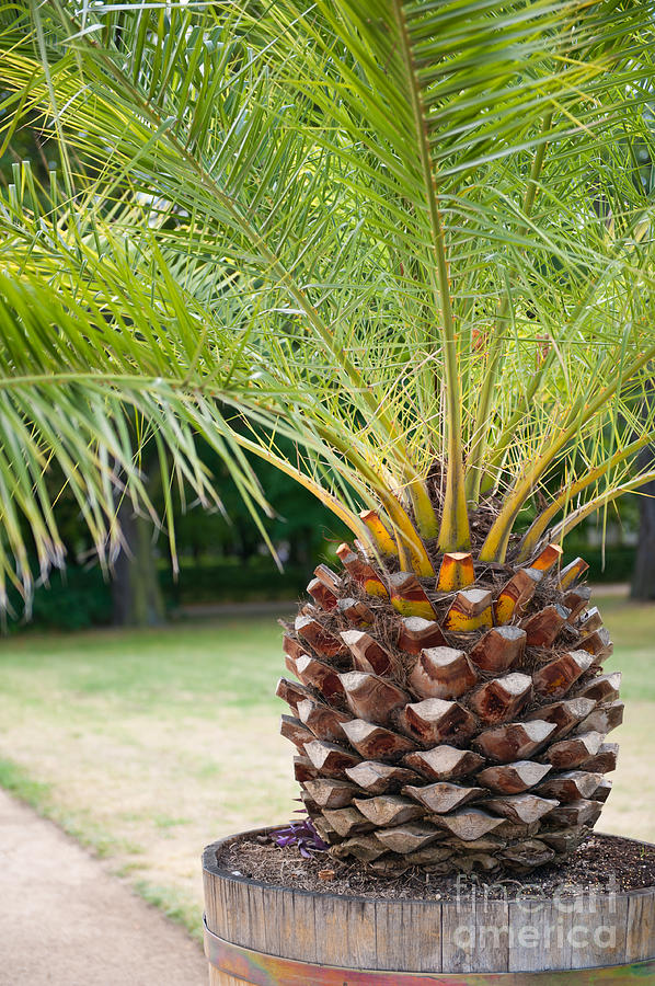 Arecaceae Palm Tree Photograph By Arletta Cwalina Pixels