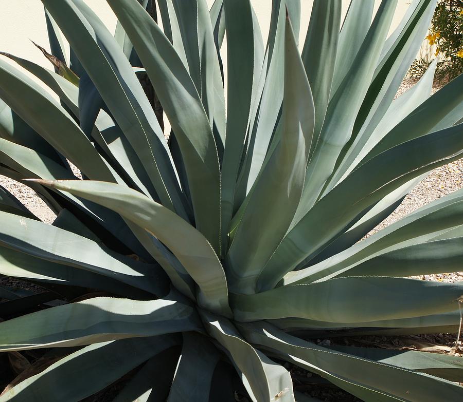 Christina agave pic