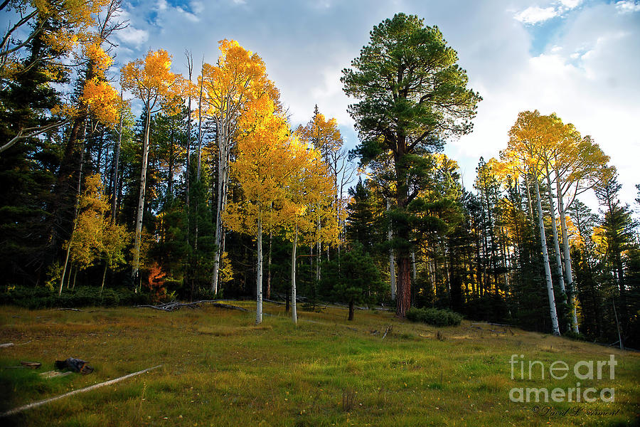 Aspens At Sunrise Photograph By David Arment Fine Art America