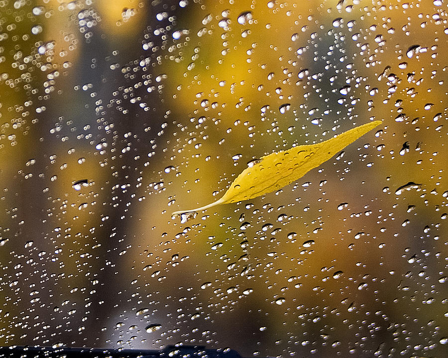 Обильный золотой дождик на тело разгоряченной блондинки капал теплыми возбуждающими каплями