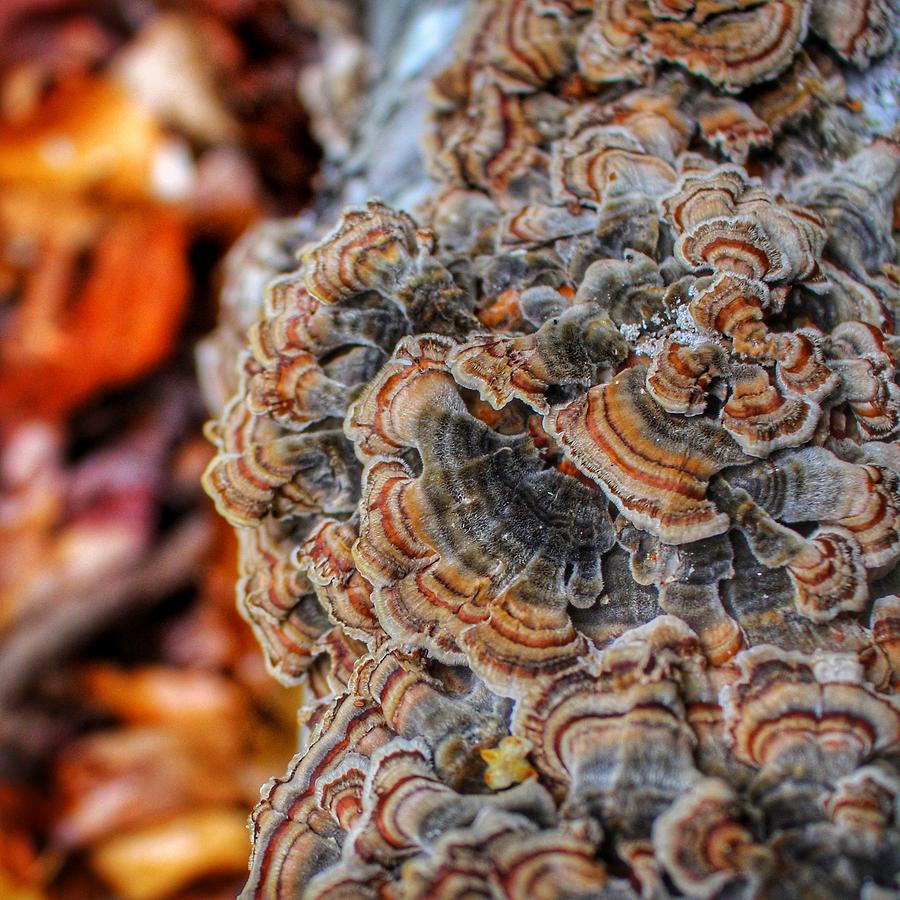 Autumn Turkey Tails Photograph By Erika Betts Fine Art America