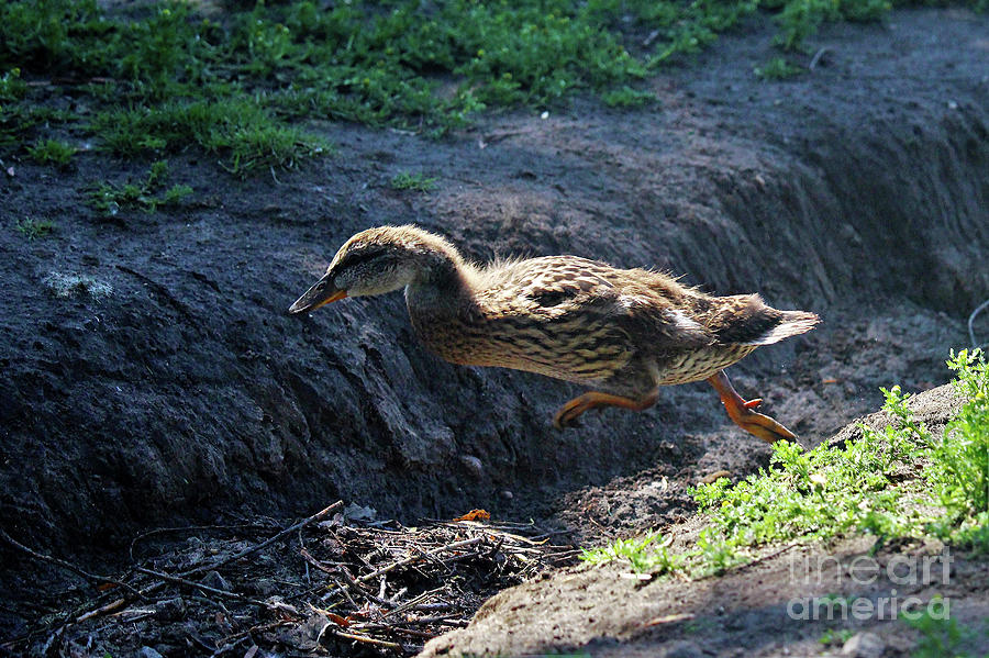 Baby Duck Jump Photograph by Laura Birr Brown