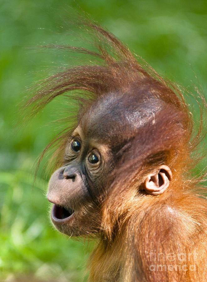 Baby Orangutan Photograph By Andrew Michael