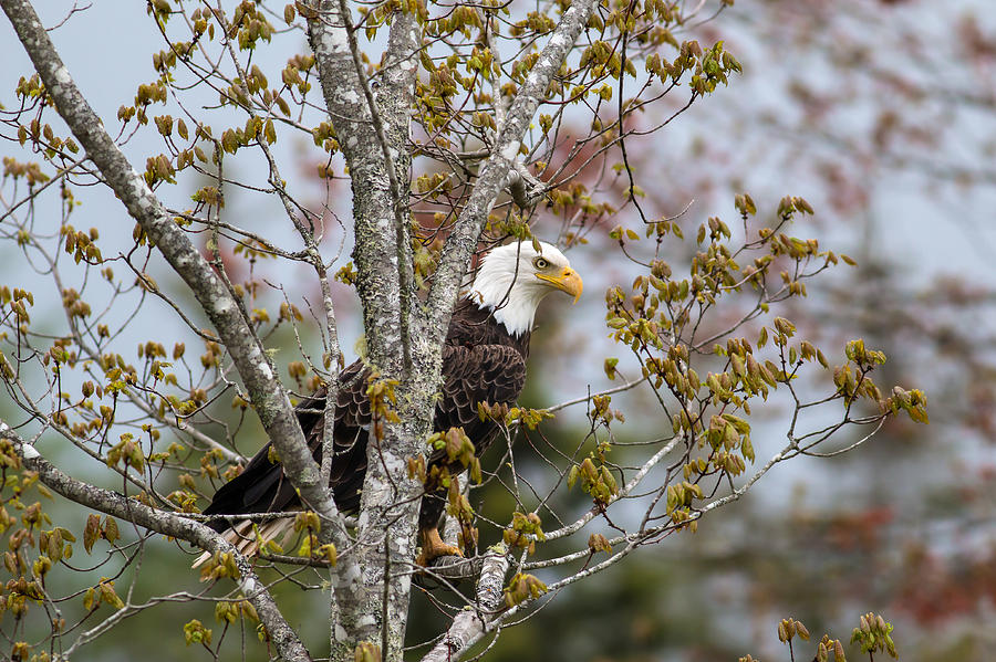 Bald Eagle Determination Spring Photograph By Mash Mashaghati Fine