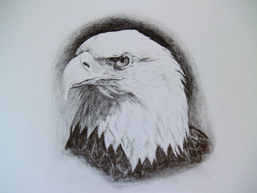 Bald Eagle Head Study Drawing by Patrick Entenmann