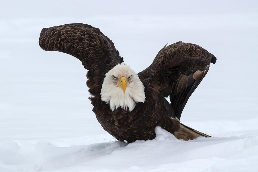 Bald Eagle Protector Photograph By Mash Mashaghati Fine Art America