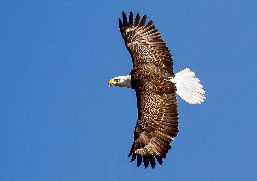 wingspan of a bald eagle