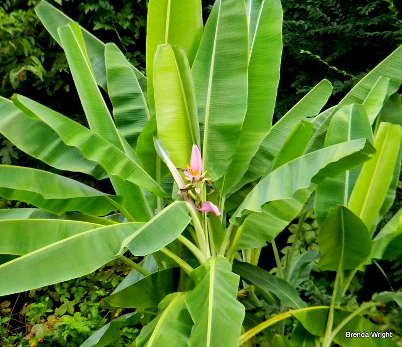 Banana Tree In Bloom Photograph by Brenda Wright
