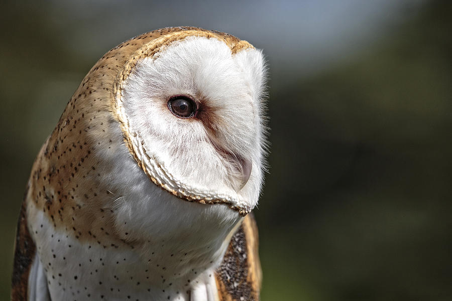 Barn Owl Closeup D8716 Photograph By Wes And Dotty Weber