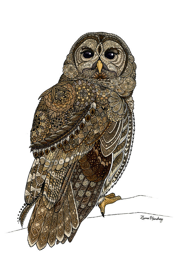 Barred Owl Drawing by ZH Field
