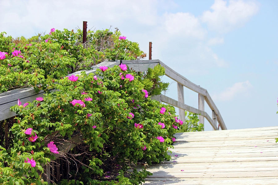 Beach Boardwalk Photograph By Sue Feldberg Fine Art America