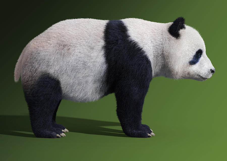 Adult panda bear