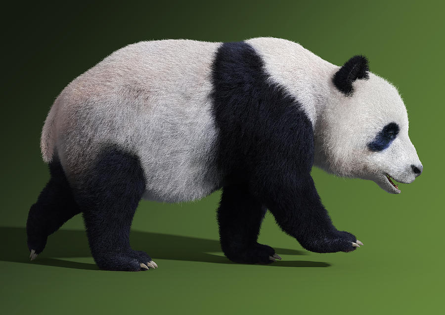 Adult panda bear