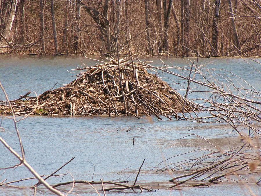 Beaver House Photograph by Gordon P Glew