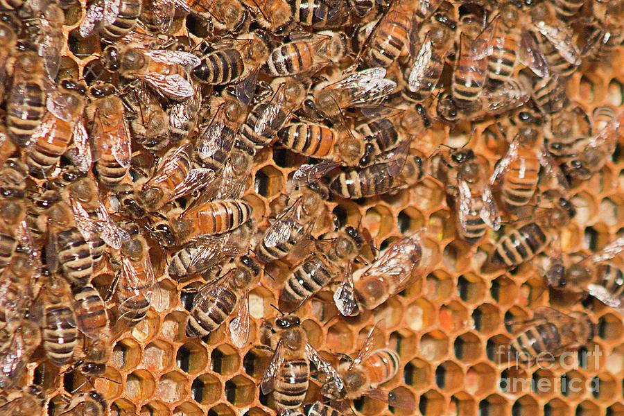 Honey Bee Photograph - Bee Hive 2 by Janie Johnson