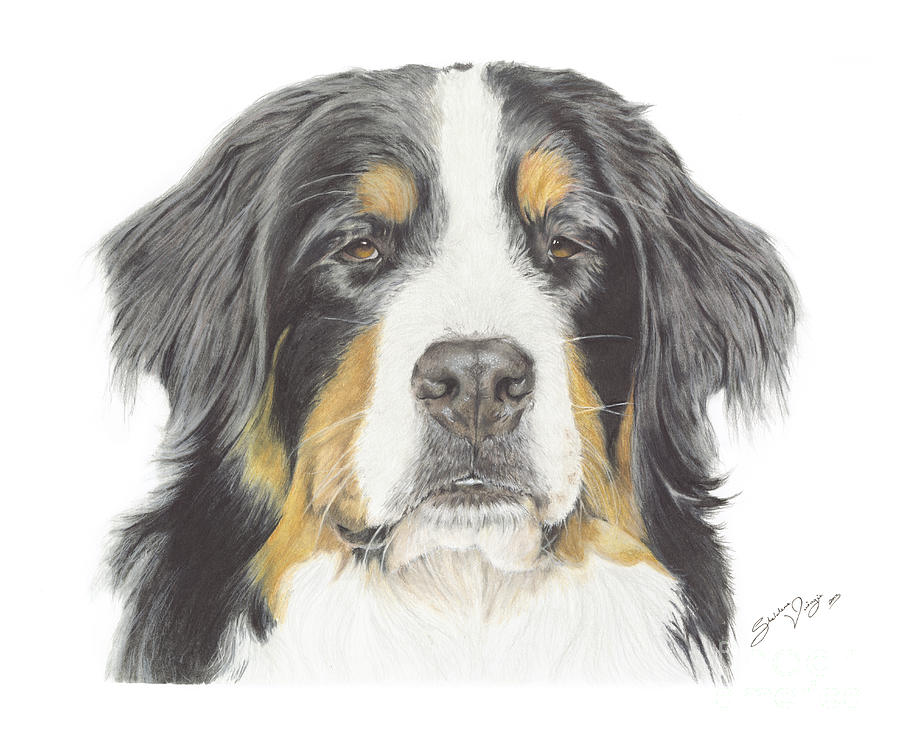 Bernese Mountain Dog Drawing Drawing by Sheldene Visagie