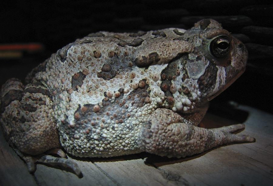 Big Fat Toad Photograph By Catherine Hall