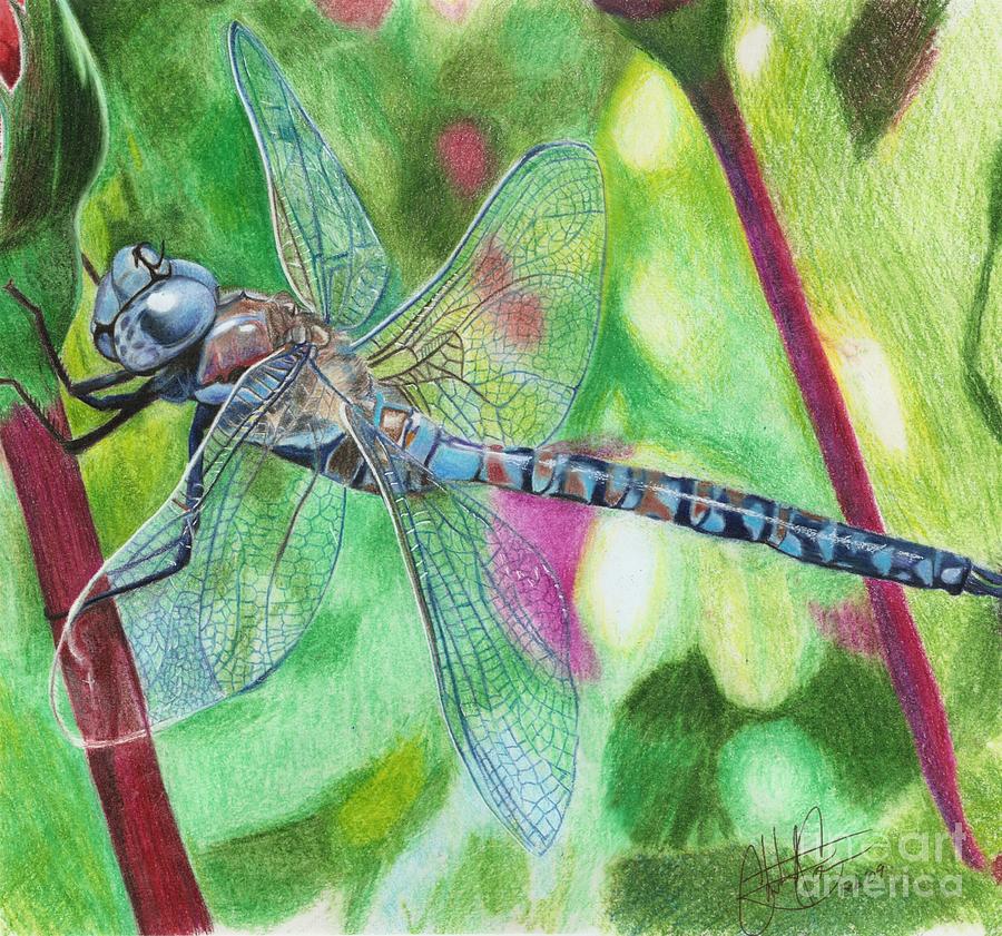 Simple Sketch Realistic Dragonfly Drawing for Adult