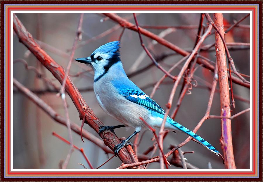 Blue jay