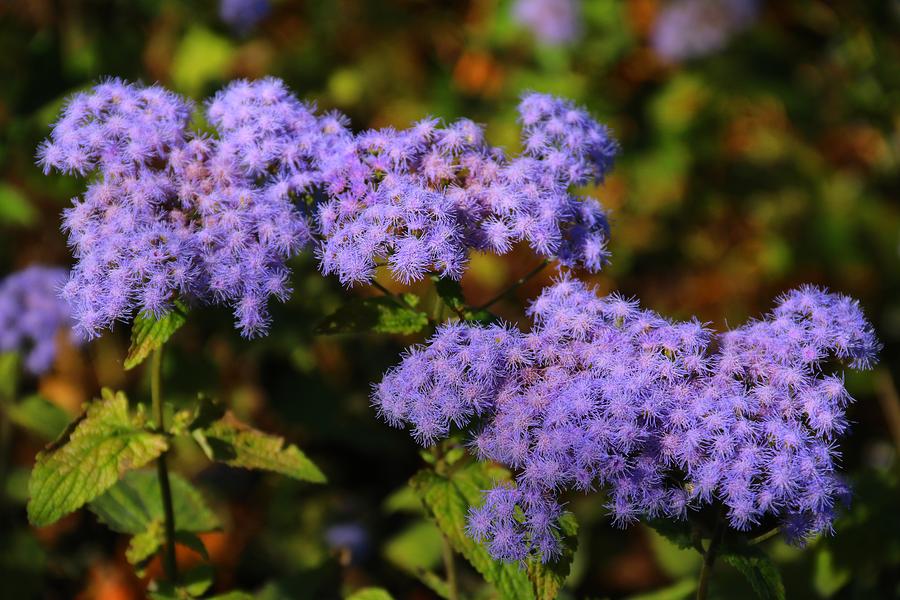 Blue Mist Flower Photograph By Kathryn Meyer