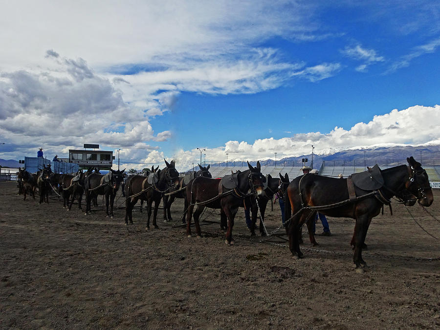 Borax Twenty Mule Team Photograph by Jacqueline DiAnne Wasson