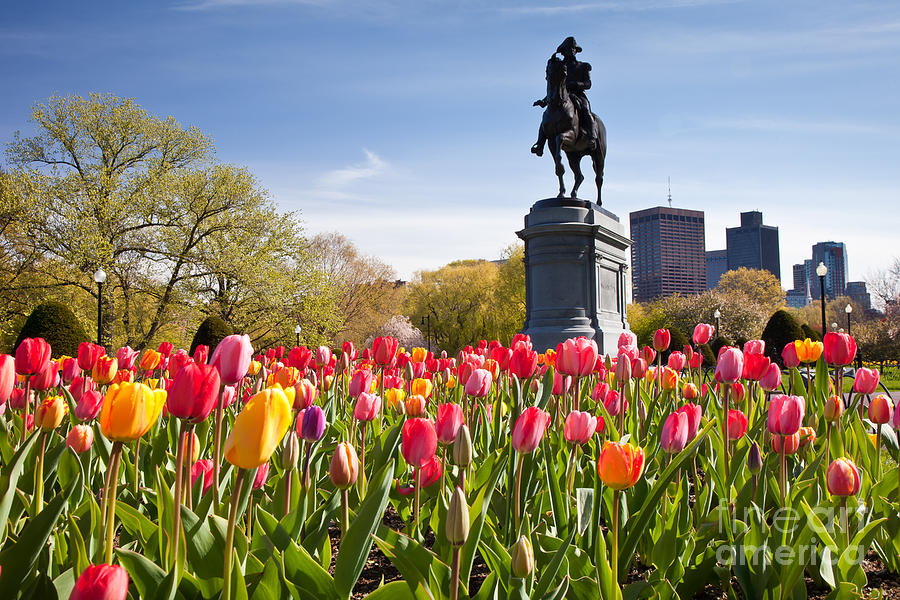 Boston Public Garden Tulips by Susan Cole Kelly