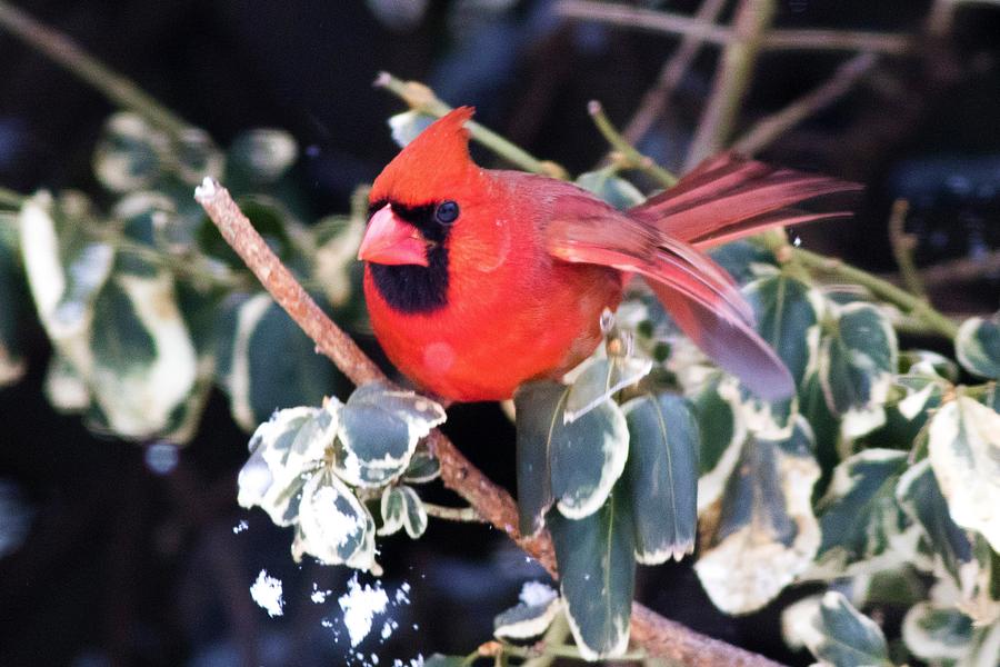 Branch Hopping Photograph By Debbie Storie Fine Art America