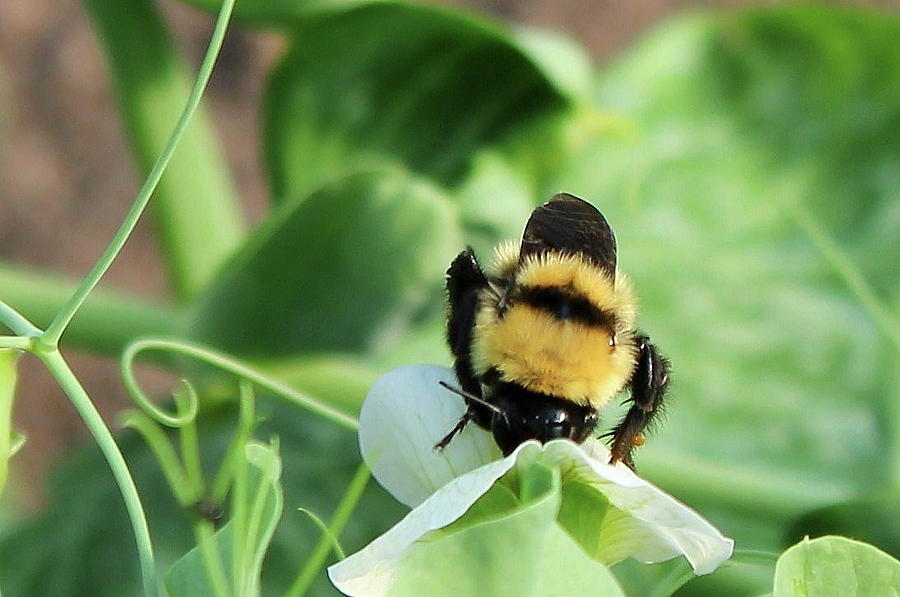 Bumblebee On A Pea Plant Photograph By Bethany Benike Fine Art America