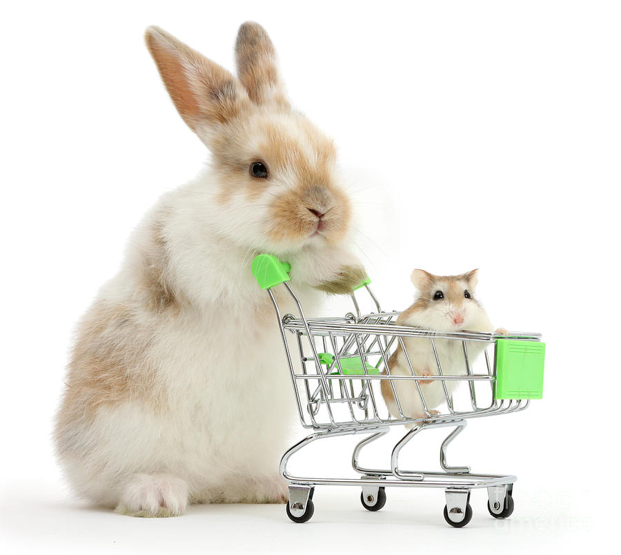 Bunny Shop Магазин Радости