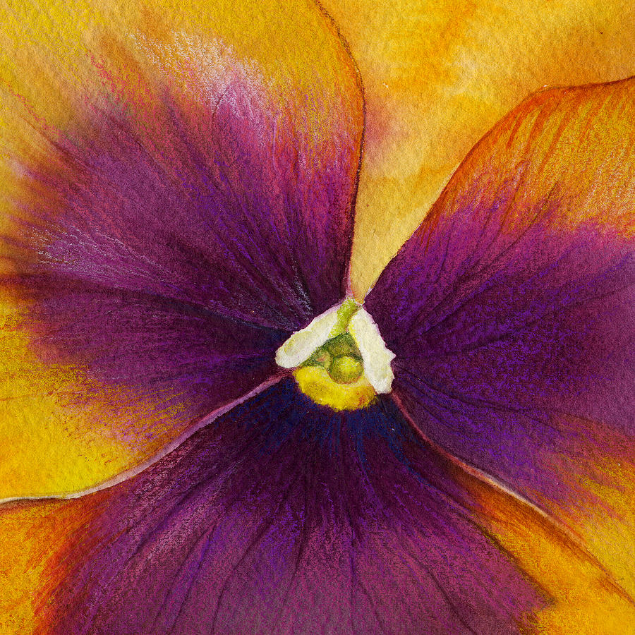 Burgundy Yellow Pansy Painting by Mindy Lighthipe