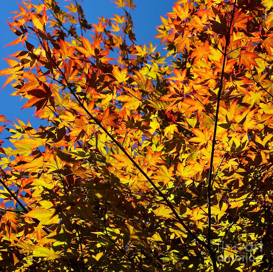 Burning Colours Photograph By Hideaki Sakurai Fine Art America