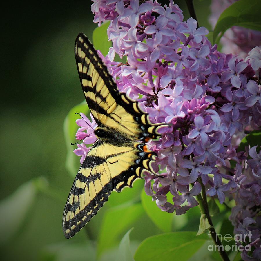 Butterfly On Lilac Photograph By Colleen Snow Fine Art America