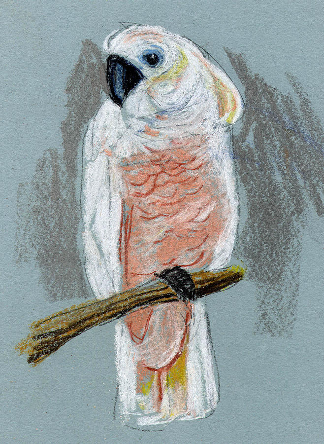 moluccan cockatoo drawing