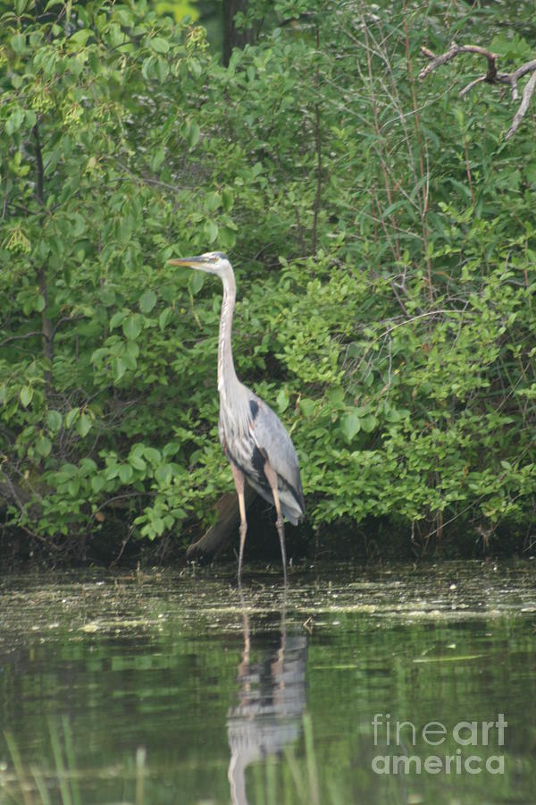 Canada Crane Photograph By Karen Gaumer