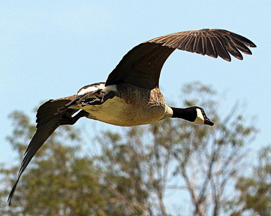 Canadian Goose In Flight Photograph By Rob Wallace Images Fine Art