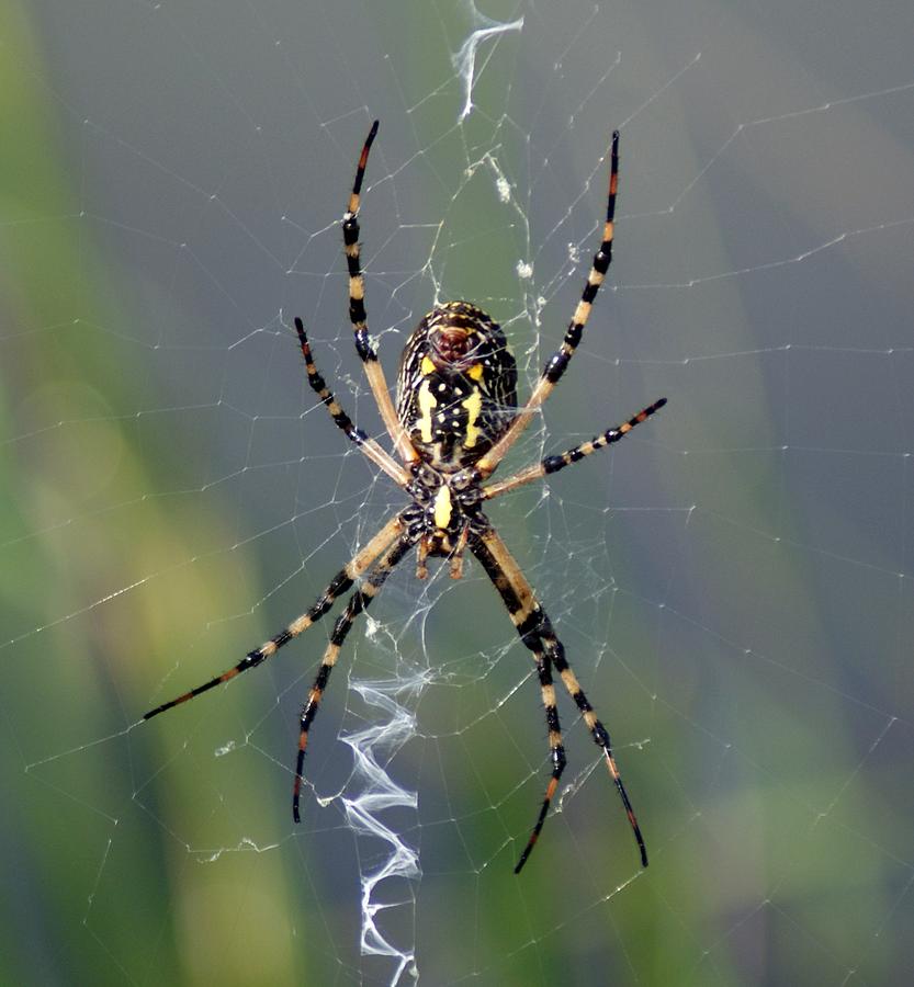 Carolina Garden Spider Photograph by Bruce W Krucke